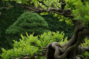 苍劲盆景绿意盎然