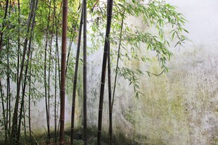 雾中竹林美景