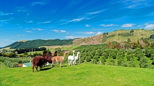 草原骏马风景图