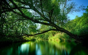 林间静湖绿意盎然的美景