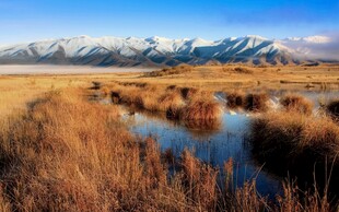 草原湿地与远处雪山美景