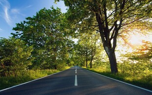 阳光照耀下的林间公路