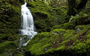 山间苔藓瀑布美景