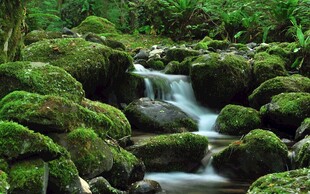 山间苔藓覆盖的潺潺溪流