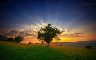 夕阳下的孤树与广袤草地