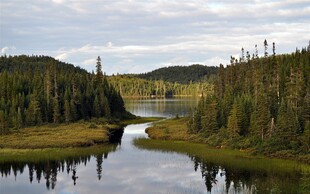 山间河流与茂密森林景观