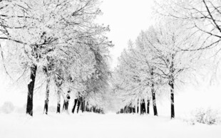 冬日雪林静谧洁白之景