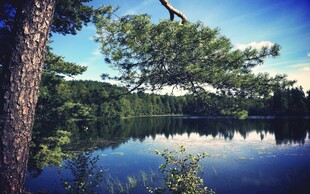 湖畔青松静谧湖景如画