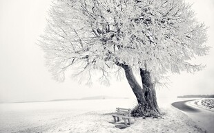 冬日孤树雪景