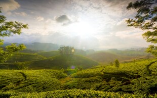 阳光照耀下的翠绿茶园