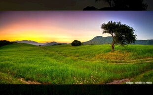 夕阳下的绿野孤树