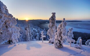 冬日雪林美景