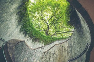 石缝中生长的绿意生机