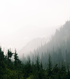 雾霭山林间的静谧景致