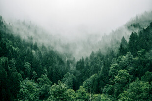 云雾缭绕的茂密山林