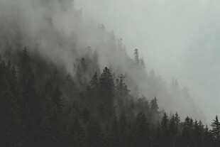云雾缭绕的山林美景