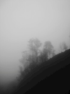 雾中朦胧树木景象