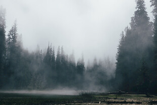 雾中森林湖畔静谧美景