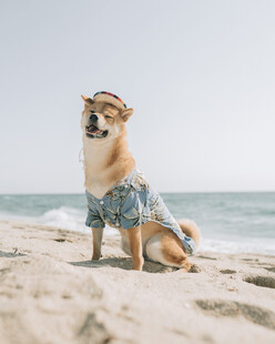 沙滩上穿花衣的可爱柴犬