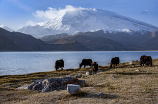 雪山湖畔的牧牛场景