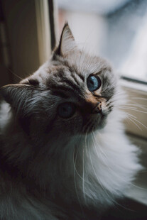 窗边可爱猫咪抬头凝望