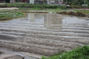 水田风光 规整的农田景致