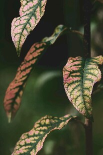 斑斓叶脉植物叶片特写