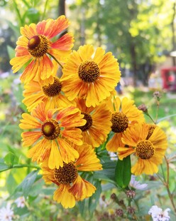 黄色堆心菊