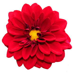 鲜艳大丽花