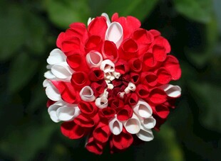 大丽花
