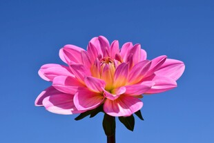 大丽菊