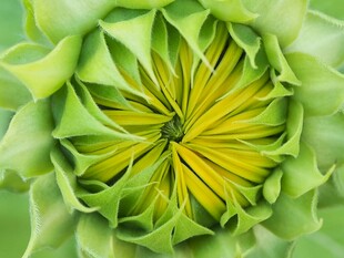 绿色向日葵花苞
