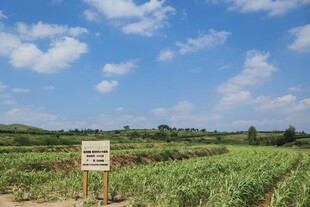 田野中的标识牌
