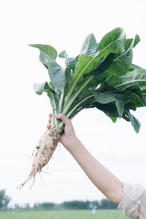 手捧新鲜绿叶蔬菜