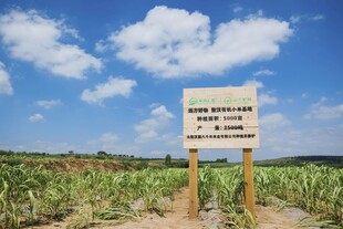 农田中的项目建设标识牌