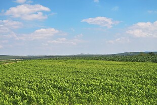 广袤绿野