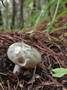 森林中的青头菌
