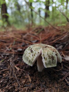 森林中生长的独特蘑菇