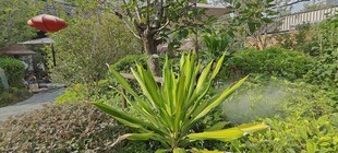 庭院中的翠绿植物景观