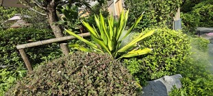 庭院绿植景观