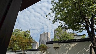 窗外庭院绿树景致