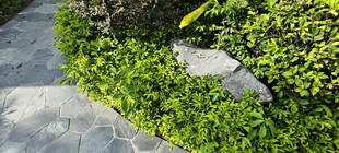 石嵌绿植景观