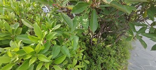 路边翠绿繁茂的植物