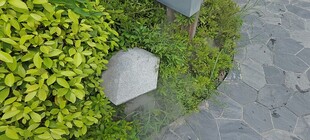 花园中的圆形石板与绿植