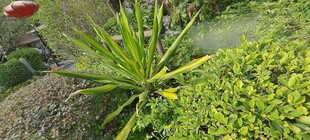翠绿植物丛中的挺拔植株