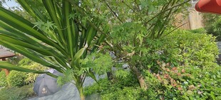 繁茂绿植景观