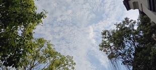 透过树梢望天空