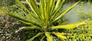 翠绿芦荟生长于自然环境