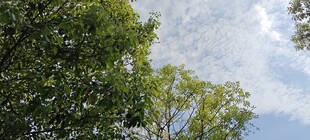 仰望绿树蓝天