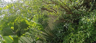 繁茂绿植景观